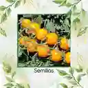 1.300 Semillas Orgánicas De Tomate Cherry Dorado