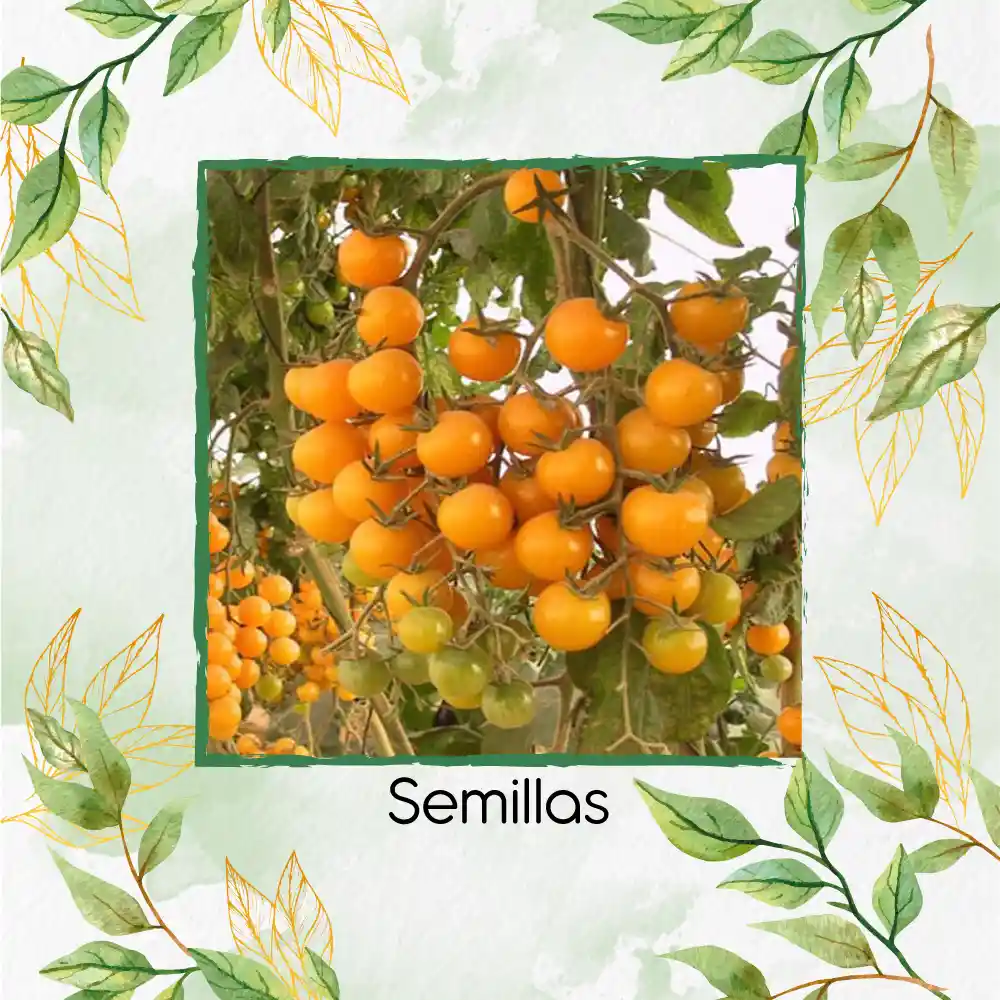 1.300 Semillas Orgánicas De Tomate Cherry Dorado