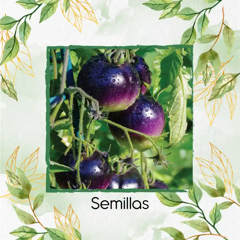 325 Semillas Orgánicas De Tomate Cherry Morado