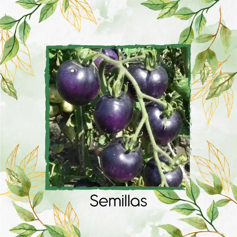 325 Semillas Orgánicas De Tomate Cherry Morado