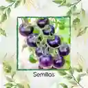325 Semillas Orgánicas De Tomate Cherry Morado