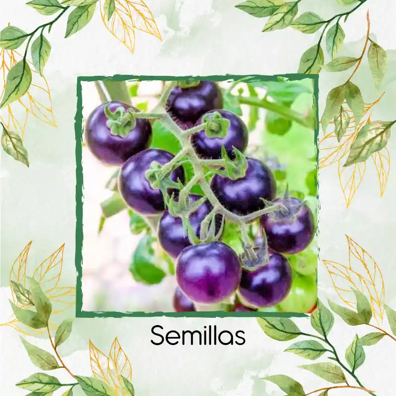 325 Semillas Orgánicas De Tomate Cherry Morado