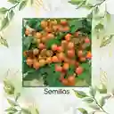 18 Semillas Orgánicas De Tomate Cherry Naranja
