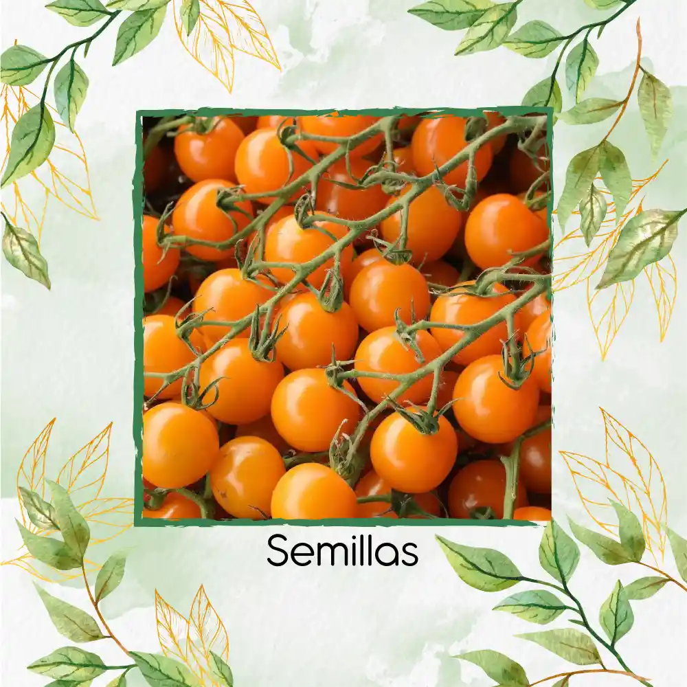 33 Semillas Orgánicas De Tomate Cherry Naranja