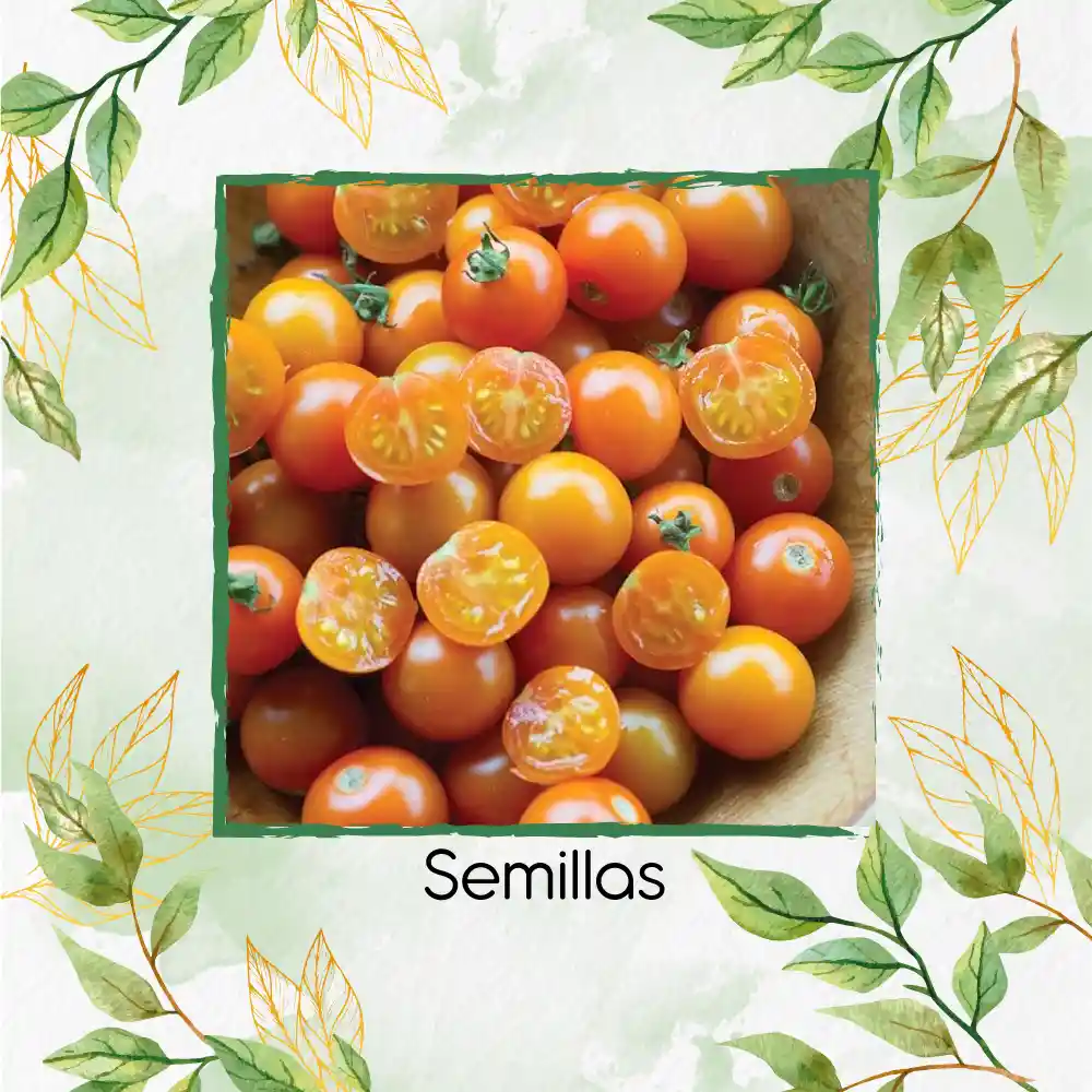 325 Semillas Orgánicas De Tomate Cherry Naranja