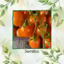325 Semillas Orgánicas De Tomate Cherry Naranja