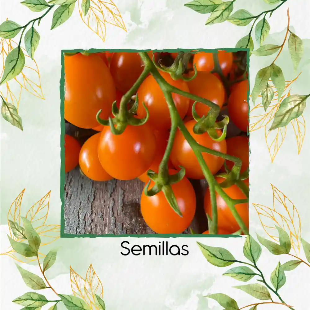 1.300 Semillas Orgánicas De Tomate Cherry Naranja