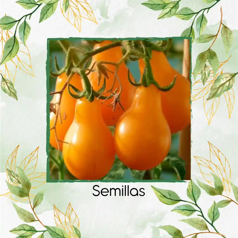 130 Semillas Orgánicas De Tomate Cherry Pera Amarillo