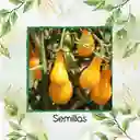 130 Semillas Orgánicas De Tomate Cherry Pera Amarillo