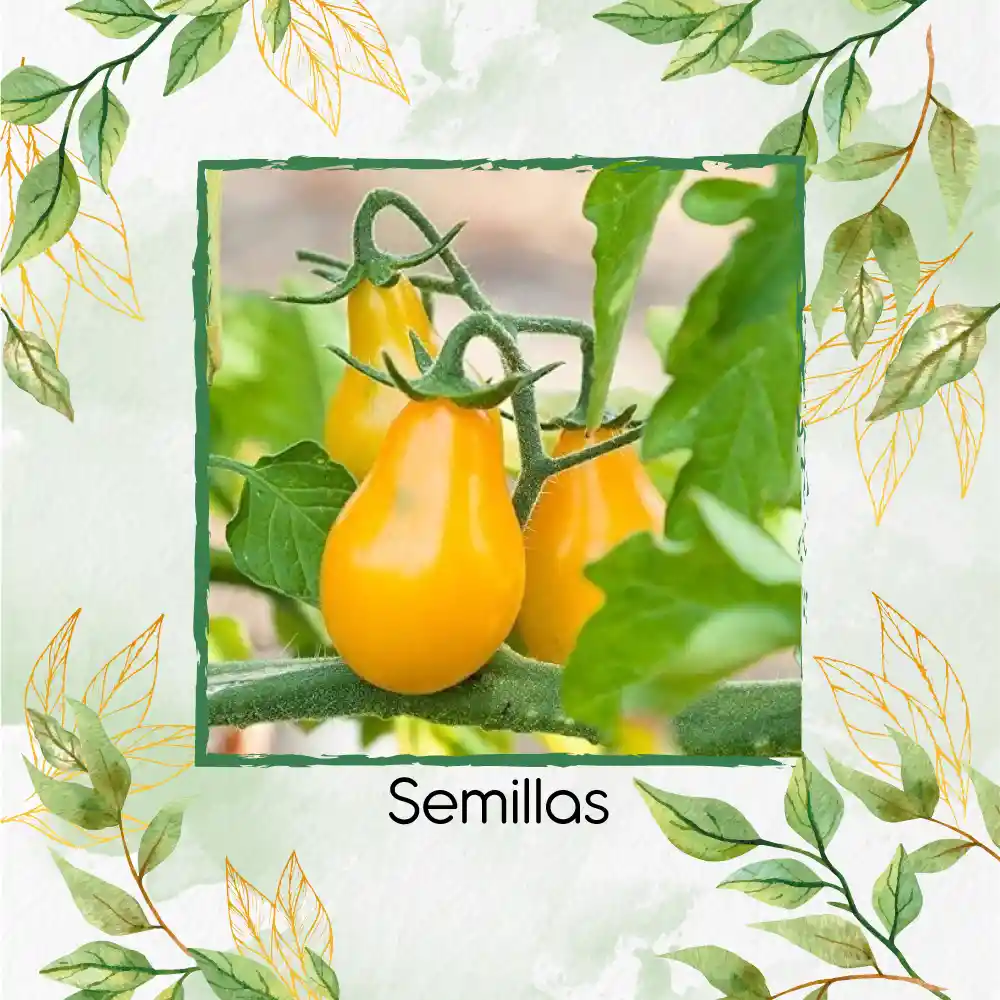 130 Semillas Orgánicas De Tomate Cherry Pera Amarillo