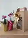Combo Orquídea Mini🌸