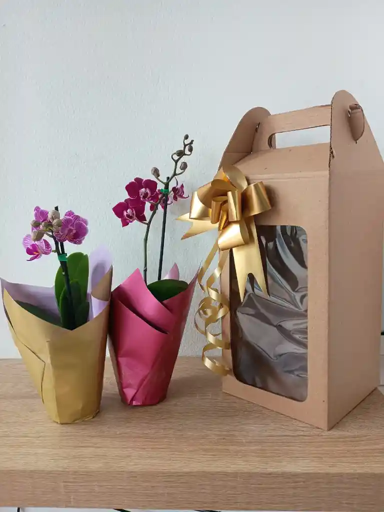 Combo Orquídea Mini🌸