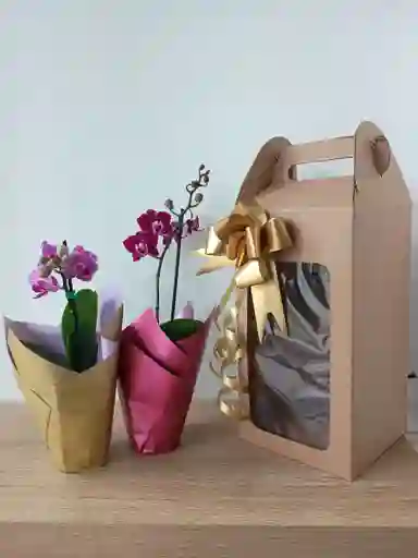 Combo Orquídea Mini🌸