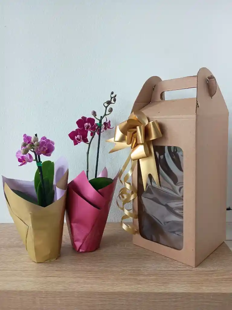 Combo Orquídea Mini🌸