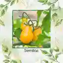 1.300 Semillas Orgánicas De Tomate Cherry Pera Amarillo