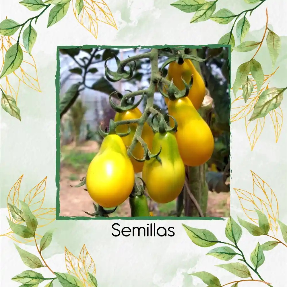 1.300 Semillas Orgánicas De Tomate Cherry Pera Amarillo