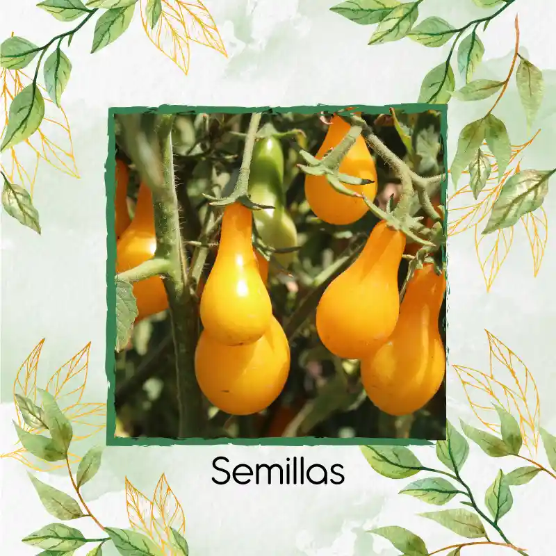 1.300 Semillas Orgánicas De Tomate Cherry Pera Amarillo