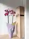 Orquídea Morada Con Borde Blanco X2 Tallos