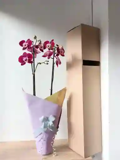 Orquídea Morada Con Borde Blanco X2 Tallos