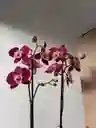 Orquídea Morada Con Borde Blanco X2 Tallos