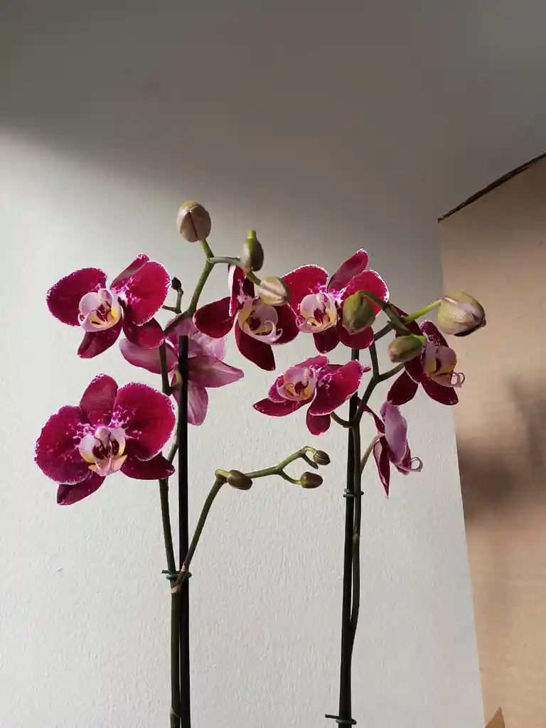 Orquídea Morada Con Borde Blanco X2 Tallos