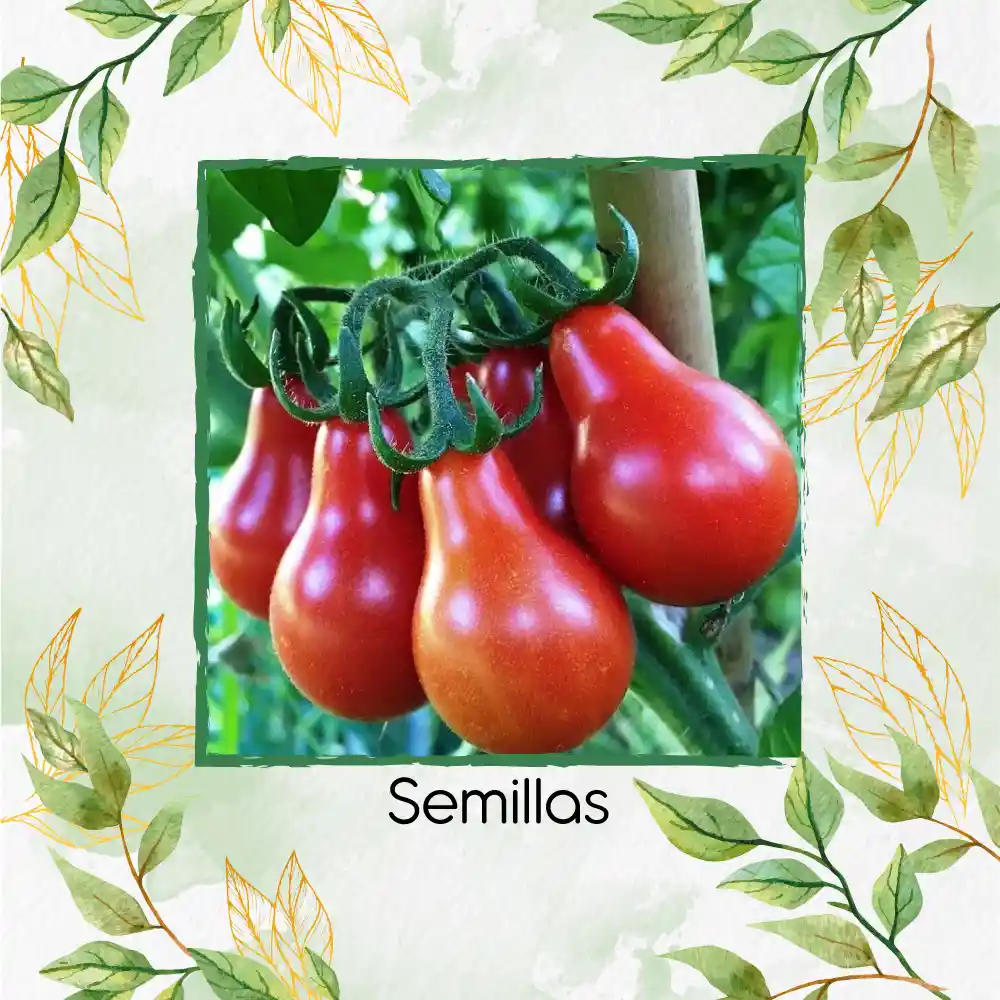 325 Semillas Orgánicas De Tomate Cherry Pera Rojo