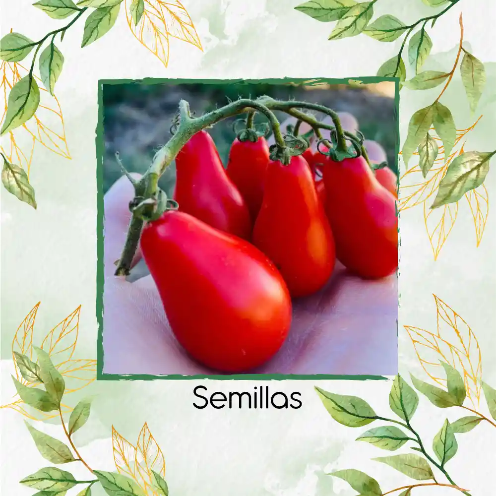 325 Semillas Orgánicas De Tomate Cherry Pera Rojo