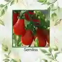 325 Semillas Orgánicas De Tomate Cherry Pera Rojo