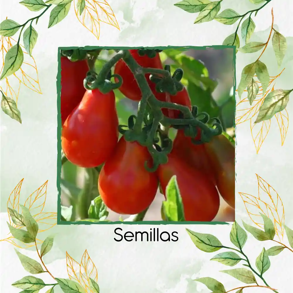 1.300 Semillas Orgánicas De Tomate Cherry Pera Rojo