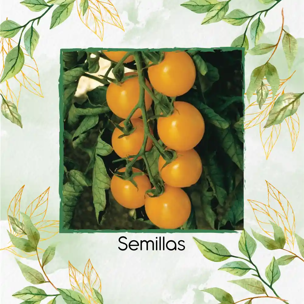 17 Semillas Orgánicas De Tomate Cherry Perla Naranja