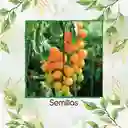 33 Semillas Orgánicas De Tomate Cherry Perla Naranja