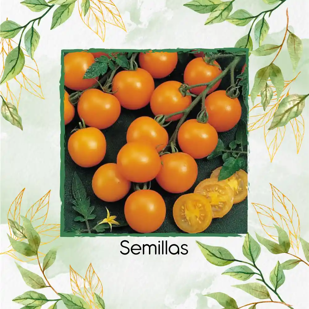 65 Semillas Orgánicas De Tomate Cherry Perla Naranja