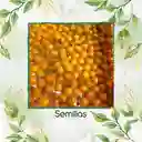 650 Semillas Orgánicas De Tomate Cherry Perla Naranja