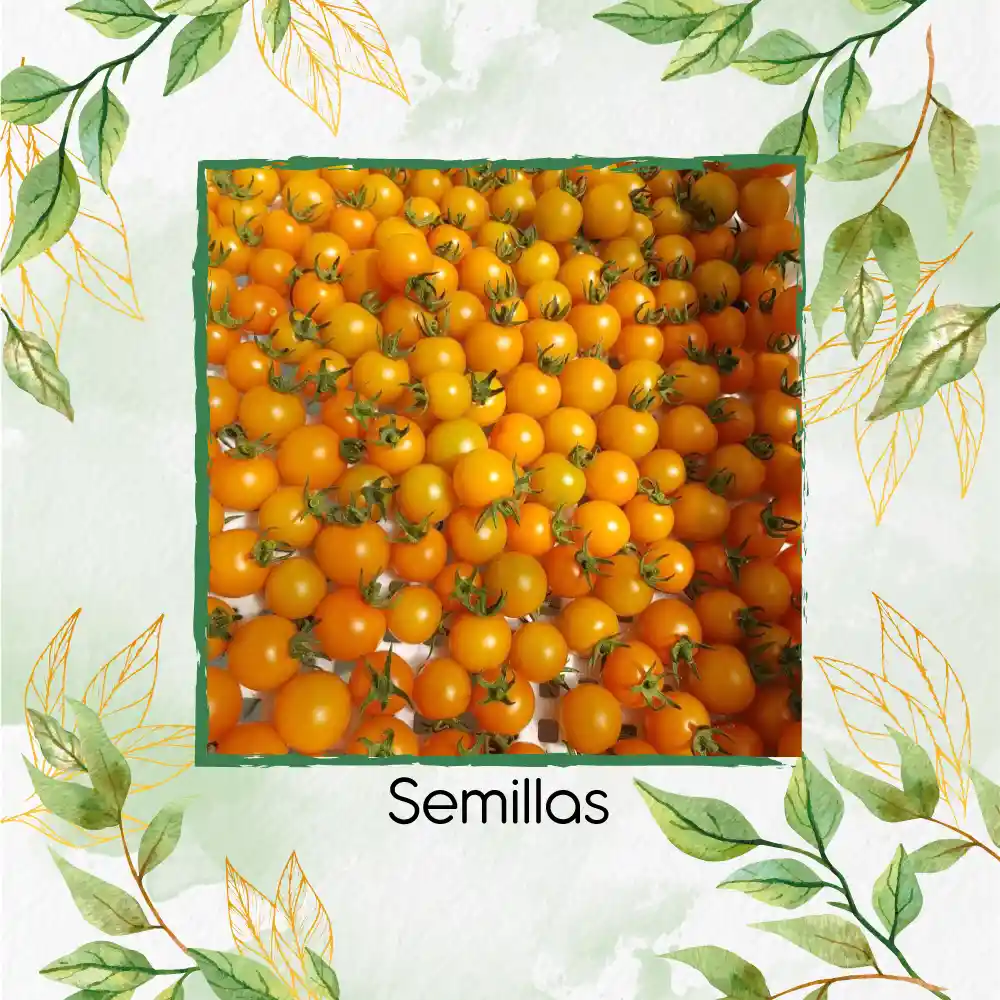 650 Semillas Orgánicas De Tomate Cherry Perla Naranja