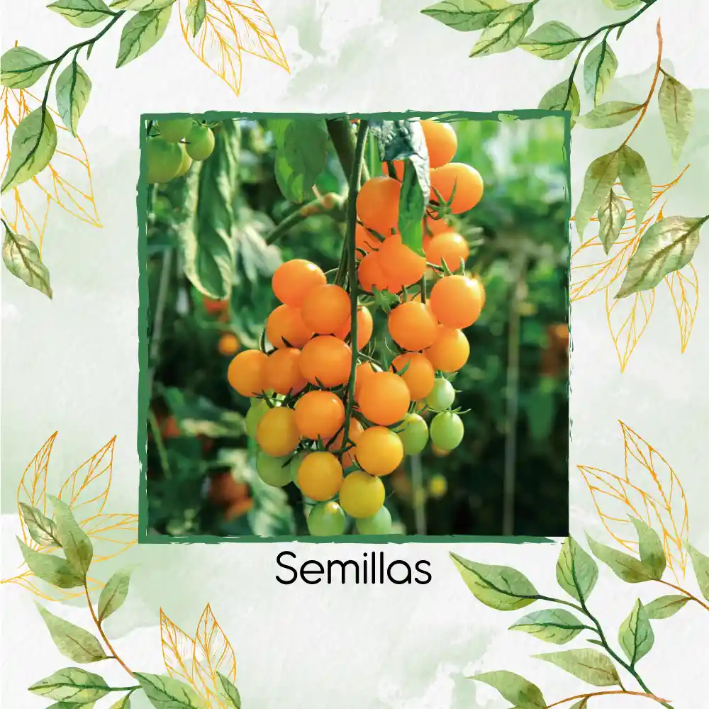 650 Semillas Orgánicas De Tomate Cherry Perla Naranja