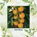 1.300 Semillas Orgánicas De Tomate Cherry Perla Naranja