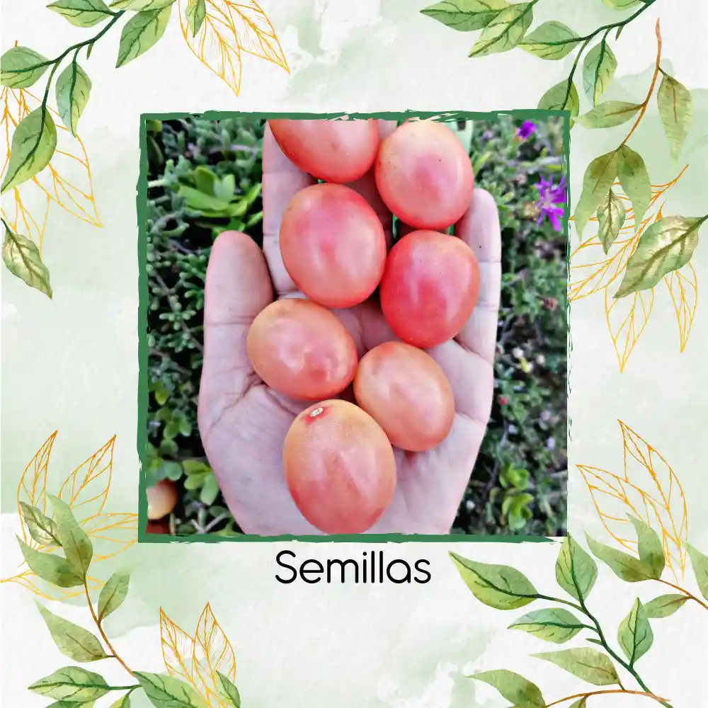 17 Semillas Orgánicas De Tomate Cherry Rosado