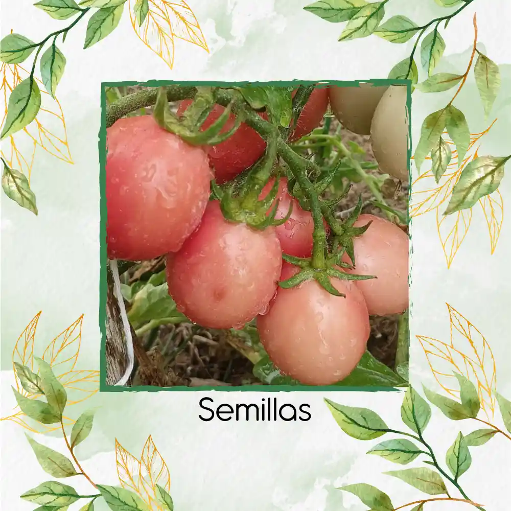 17 Semillas Orgánicas De Tomate Cherry Rosado