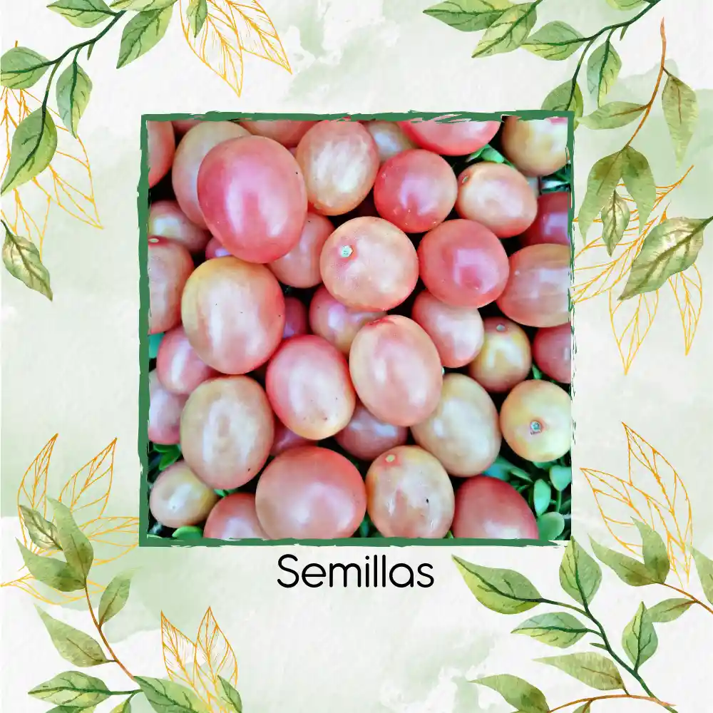 1.300 Semillas Orgánicas De Tomate Cherry Rosado