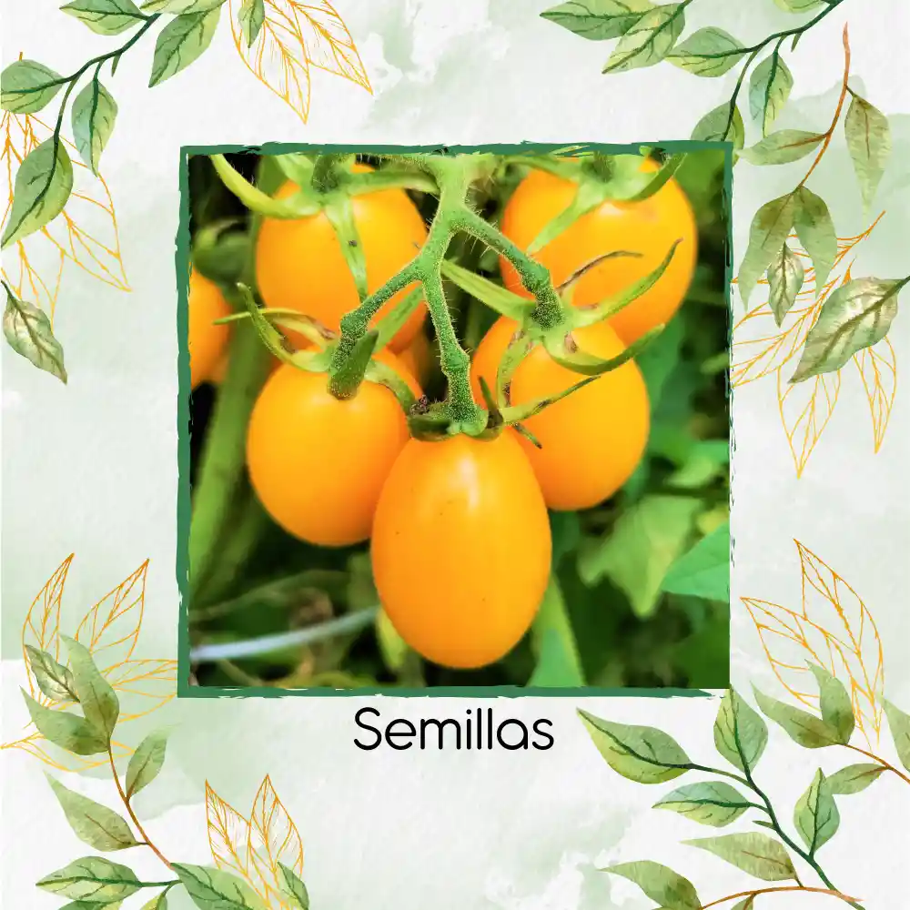 18 Semillas Orgánicas De Tomate Cherry Uva Amarillo