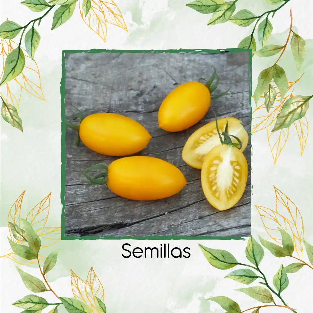 130 Semillas Orgánicas De Tomate Cherry Uva Amarillo