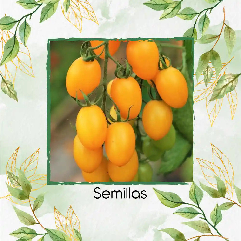 130 Semillas Orgánicas De Tomate Cherry Uva Amarillo