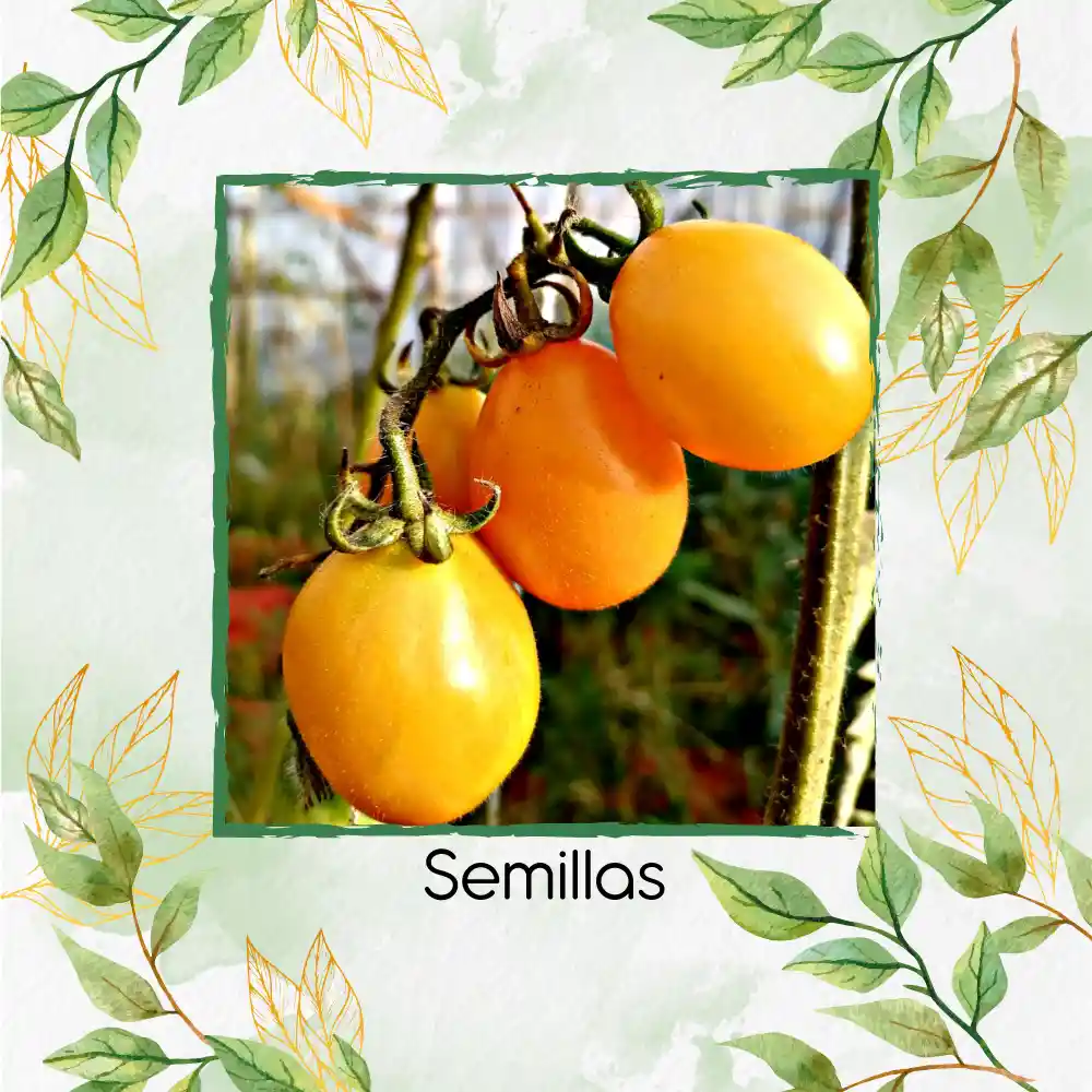 130 Semillas Orgánicas De Tomate Cherry Uva Amarillo