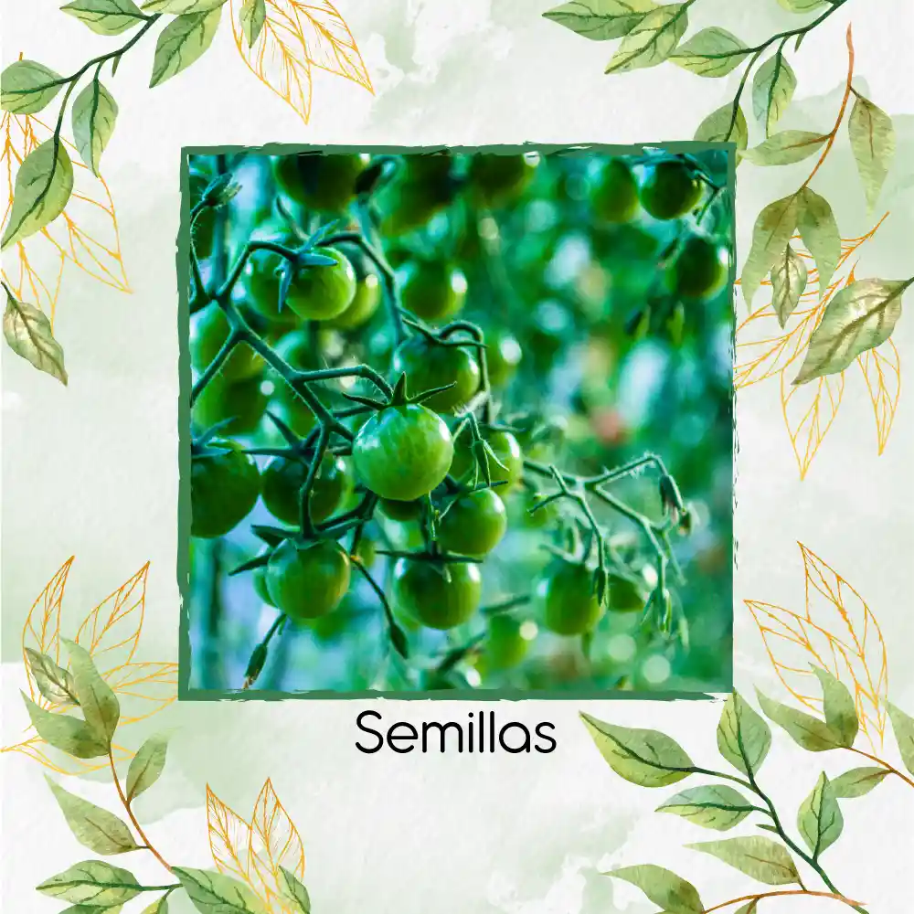 17 Semillas Orgánicas De Tomate Cherry Cebra Verde