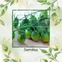 1.300 Semillas Orgánicas De Tomate Cherry Cebra Verde