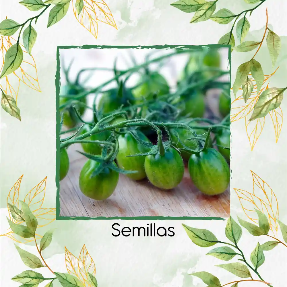 1.300 Semillas Orgánicas De Tomate Cherry Cebra Verde