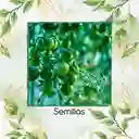 1.300 Semillas Orgánicas De Tomate Cherry Cebra Verde