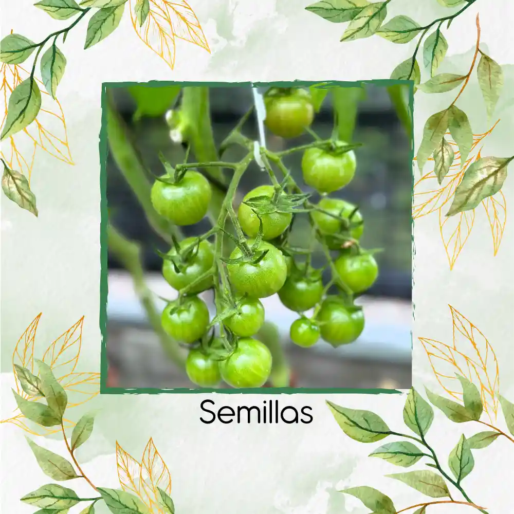 1.300 Semillas Orgánicas De Tomate Cherry Cebra Verde