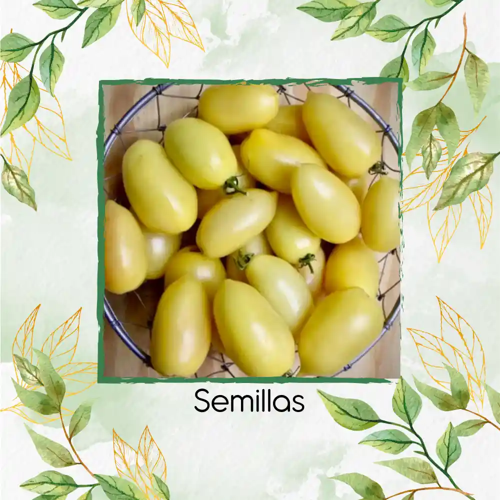 33 Semillas Orgánicas De Tomate Cremoso Blanco