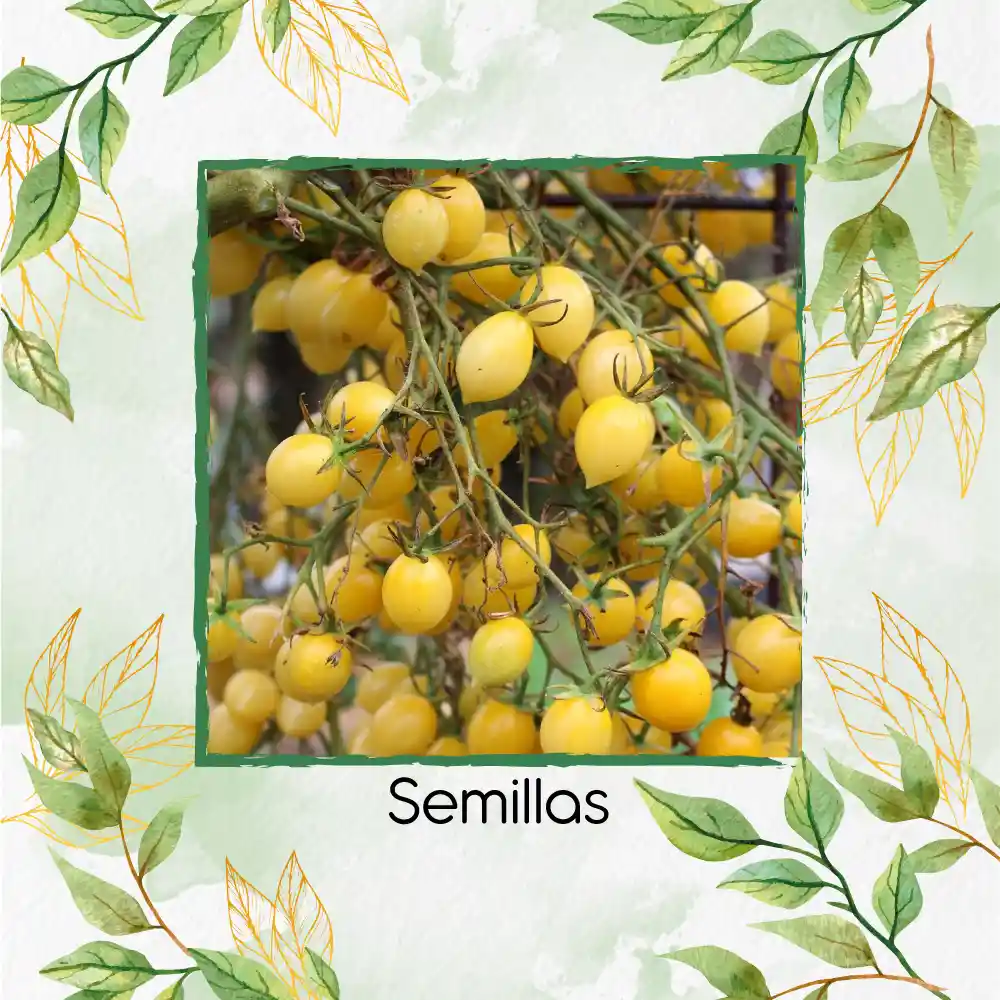 33 Semillas Orgánicas De Tomate Cremoso Blanco